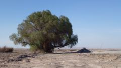 Le seul arbre du desert.JPG